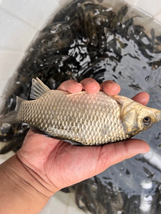 【顺丰包邮】湖北农家荷塘鲫鱼现杀现发3斤包邮
