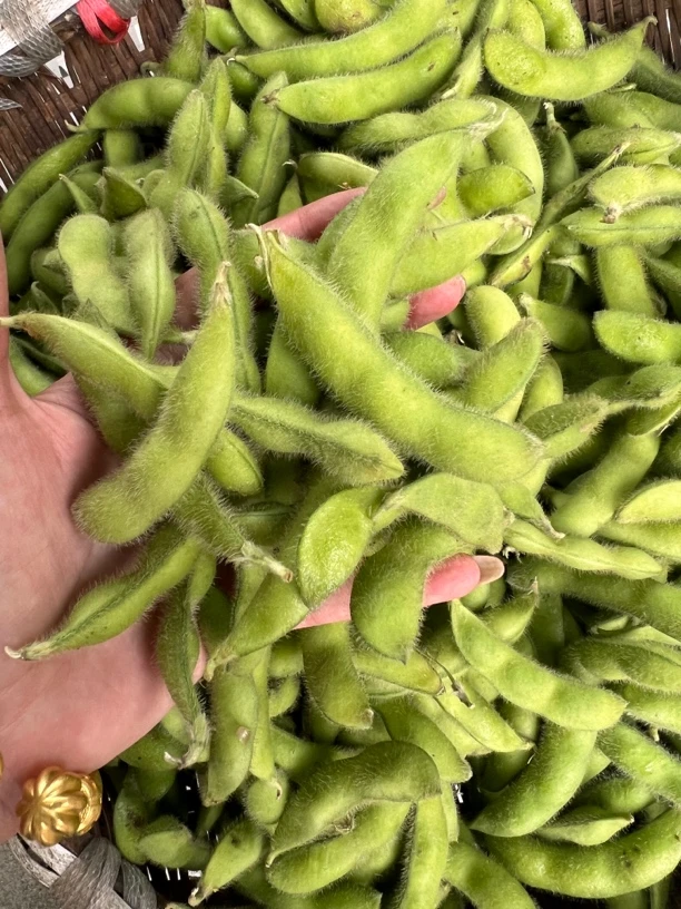 湖北农家自种毛豆黄米豆新鲜时令蔬菜3斤5斤包邮