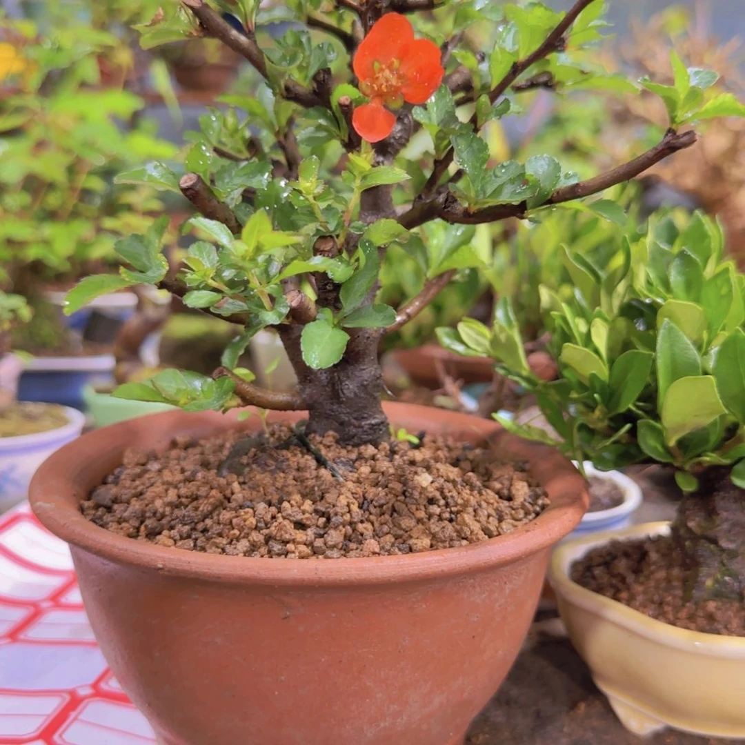 红陶20CM（含）-50CM（不含）3****?