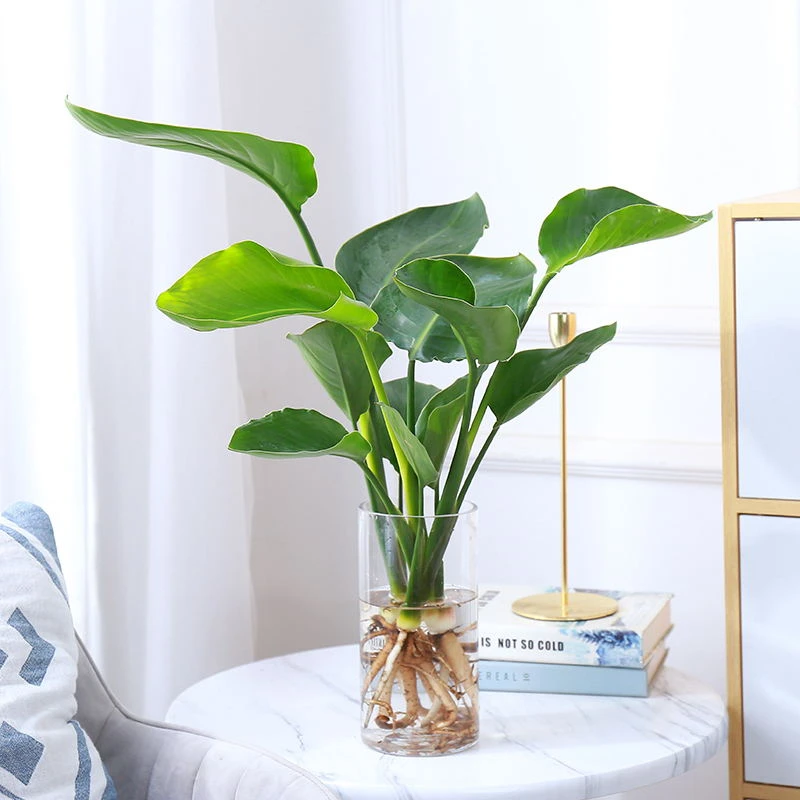 水培植物鹤望兰室内四季常青水养花卉绿植盆栽发财树水培天堂鸟