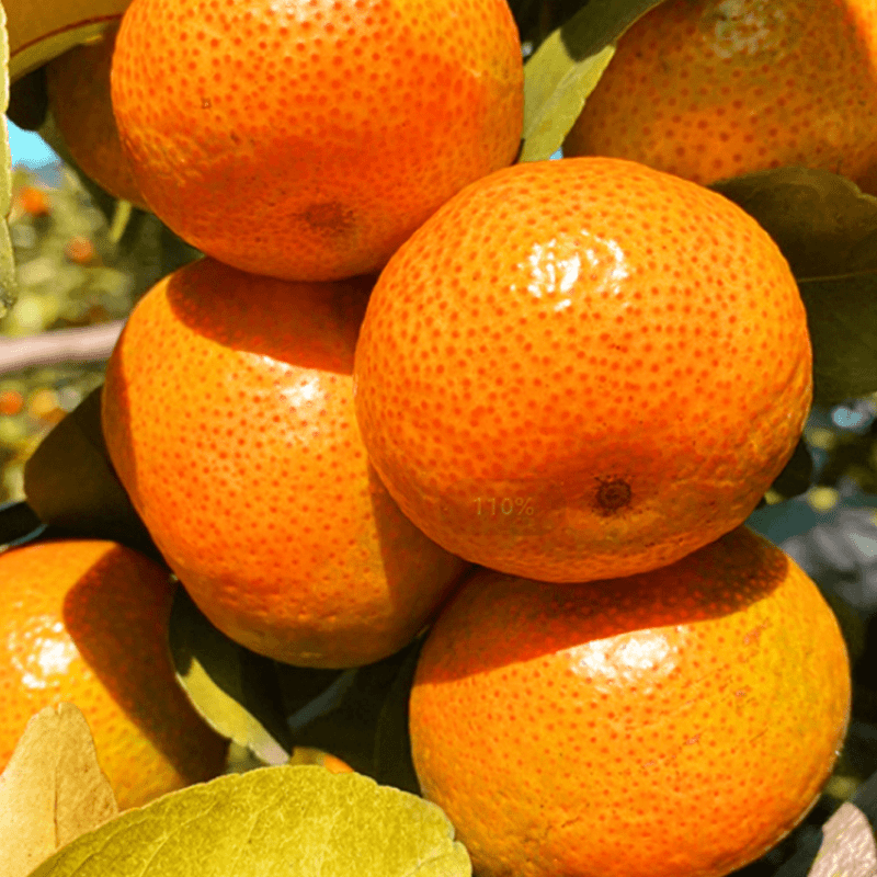 广西砂糖橘3/5/9/斤沙糖桔新鲜水果蜜橘柑橘甜桔子包邮纯甜砂糖橘