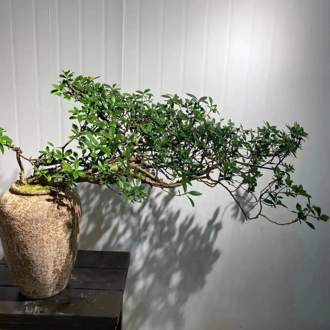 栀子花100以上的