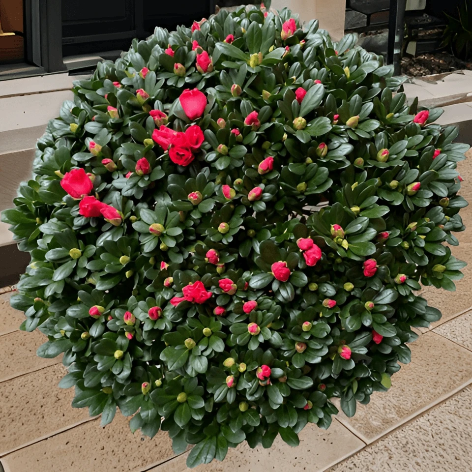 中国红杜鹃阳台年销花好养易活盆栽四季室内外盆栽地栽大颗花卉