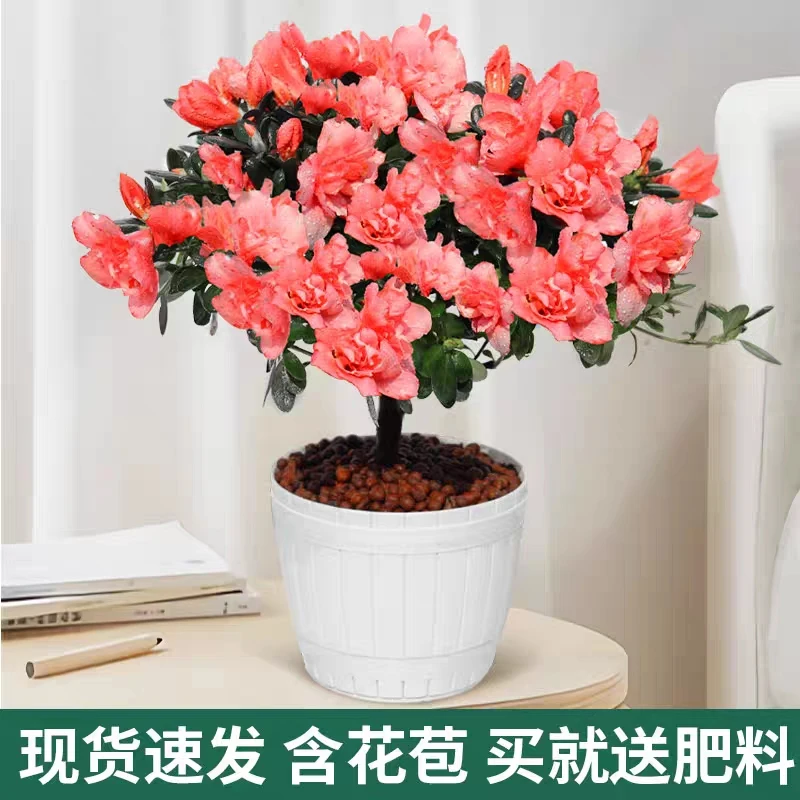 樱桃红杜鹃花盆栽四季开花带花苞带花室内阳台好养易活花卉植物
