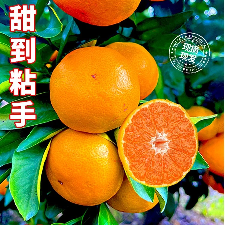 台州临海涌泉蜜桔正宗当季新鲜水果现摘现发高山无核橘子