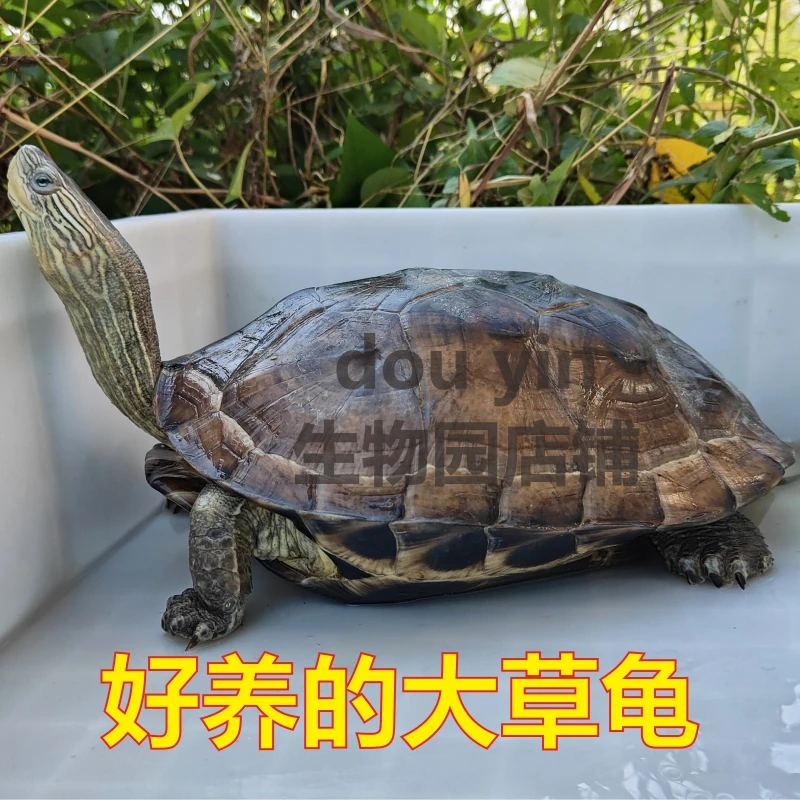 草龟乌龟活体大个花杂草龟大乌龟中华龟招财龟家养宠物乌龟大草龟