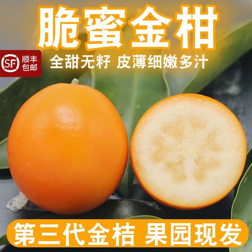 广西融安纯甜脆蜜金桔第三代脆蜜金柑天然好吃新品种多汁健康营养