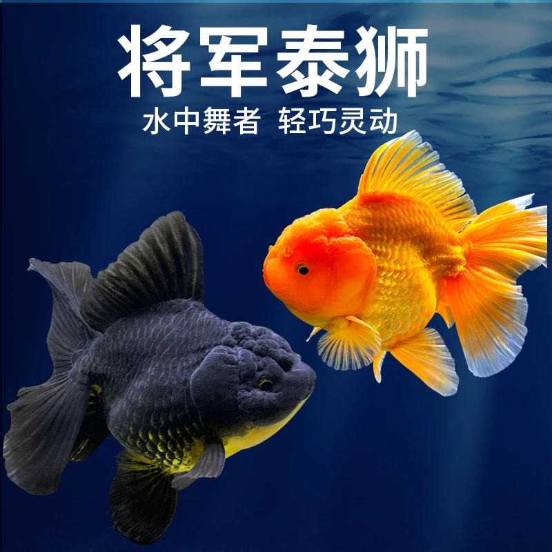 自有渔场原泰玛丽将军浩克熊猫泰狮金鱼渔场直供精品观赏小金鱼