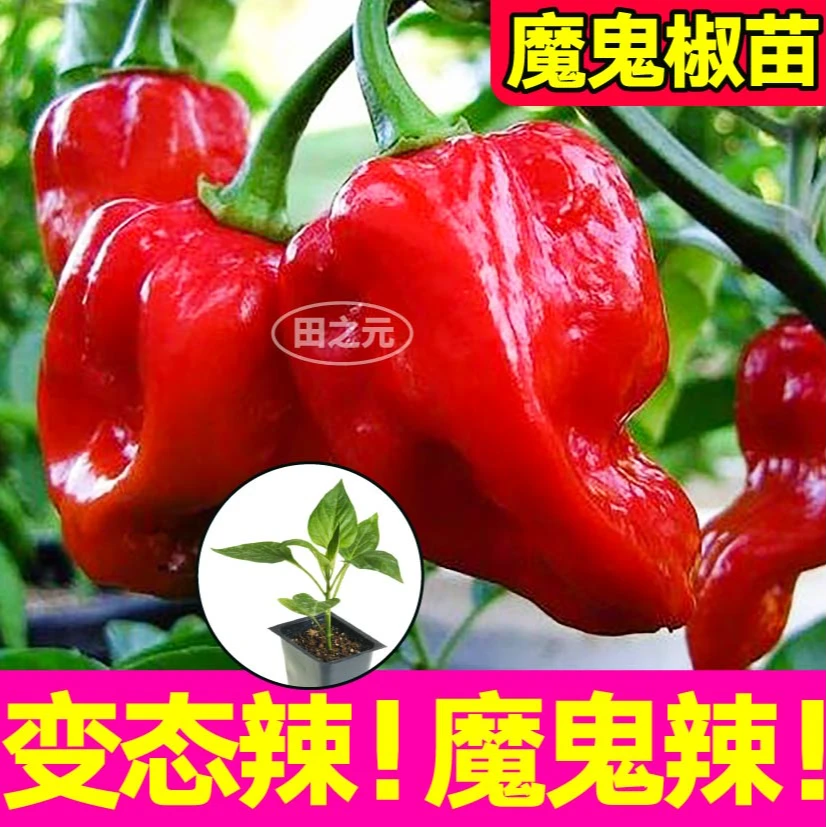 巨特辣魔鬼椒印度断魂椒苗秧春秋四季阳台庭院盆栽红黄辣椒种苗
