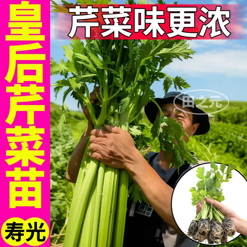皇后西芹苗秧大肉实心脆嫩芹菜种苗四季阳台盆栽高产抗病易种蔬菜
