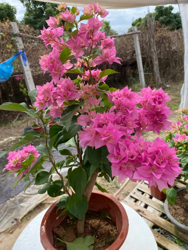 【重瓣粉】三角梅花卉勤花四季开花基地直发