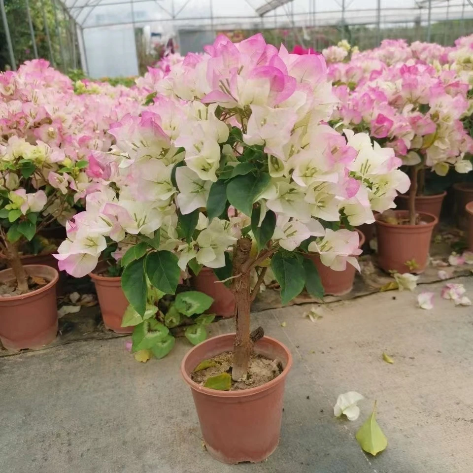 【绿樱】三角梅花卉勤花四季开花基地直发