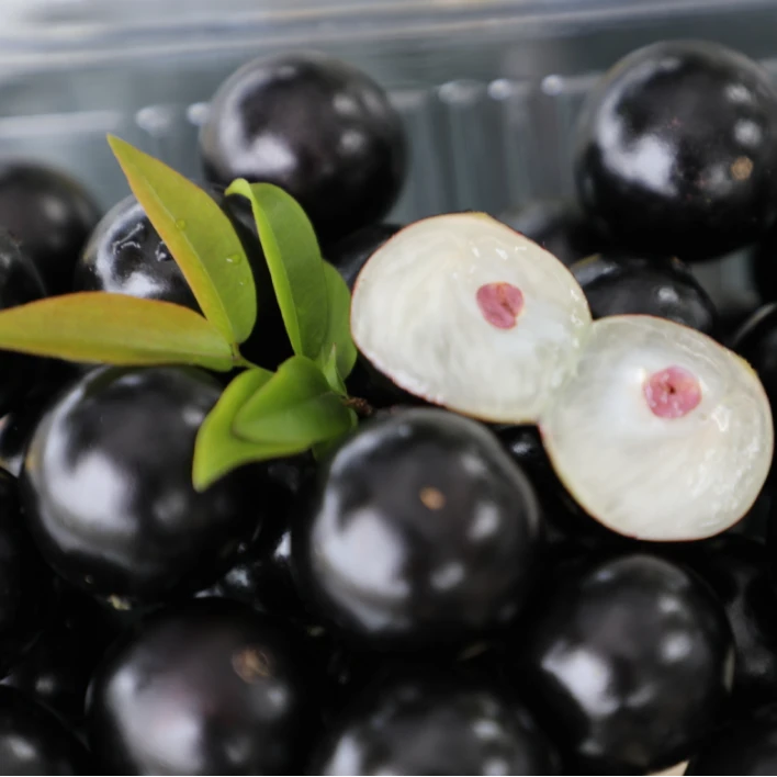 1棵-嘉宝果沙巴15年果-四季常绿-盆栽、地栽-南方北方均可种植带土