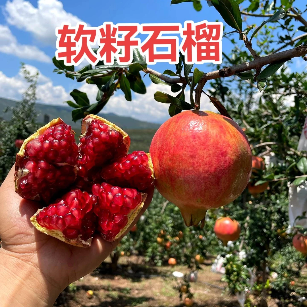 【精选-京东快递】四川会理突尼斯软籽石榴3-8斤 现摘现发饱满多汁