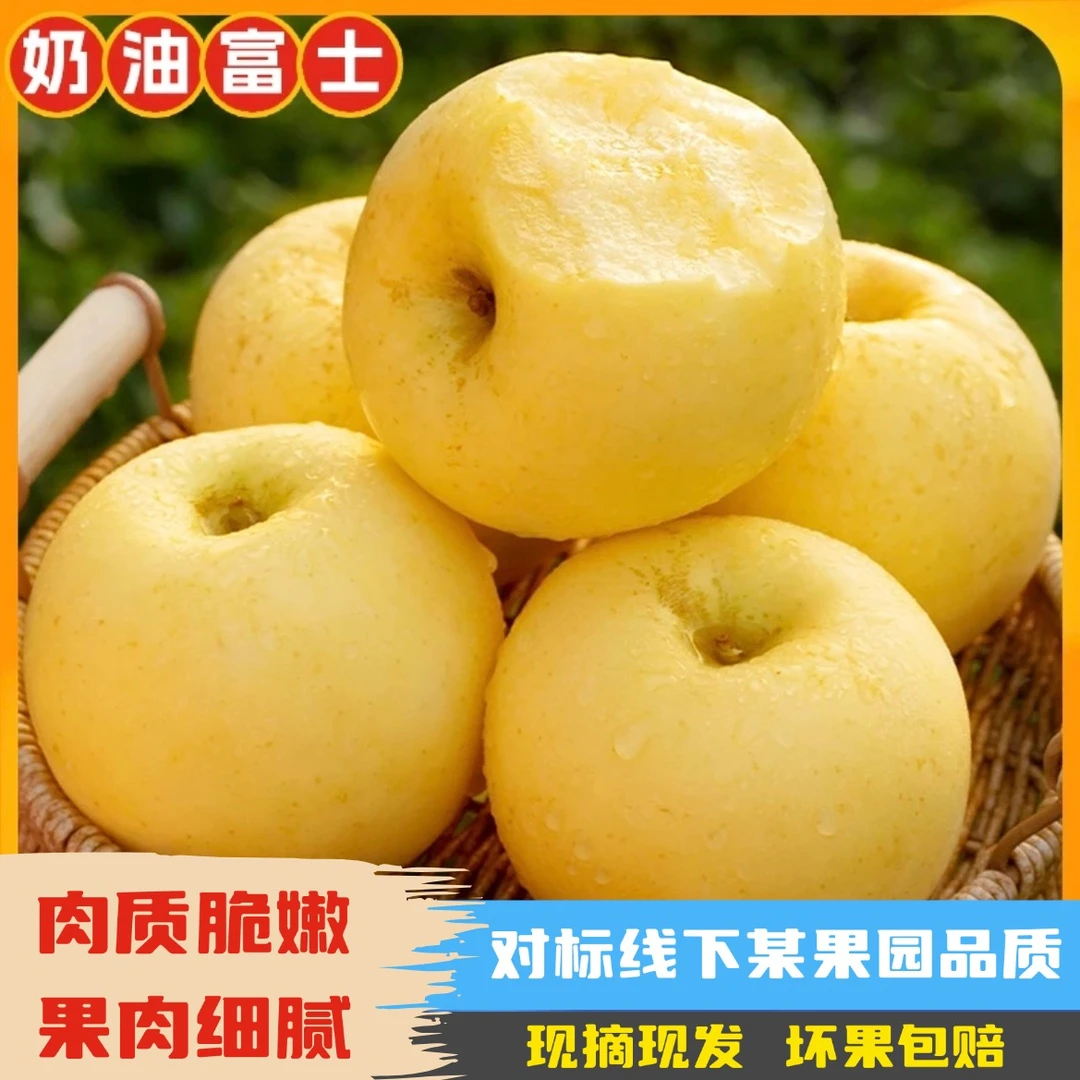 山东烟台黄金奶油红富士苹果脆甜新鲜应季水果现摘产地果园直发