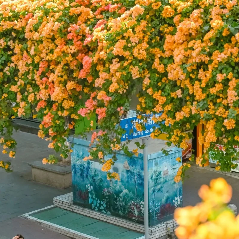 加州黄金三角梅盆栽大苗带花老桩室内外阳台庭院四季开花好养爬藤