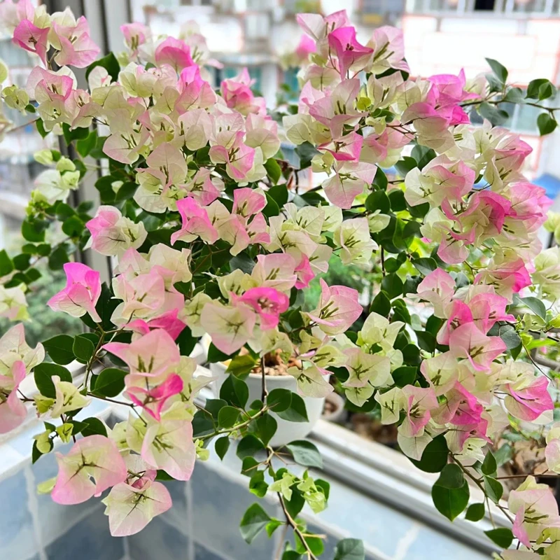 绿樱勤花品种三角梅大苗带花发货室内外阳台盆栽庭院花卉四季新手