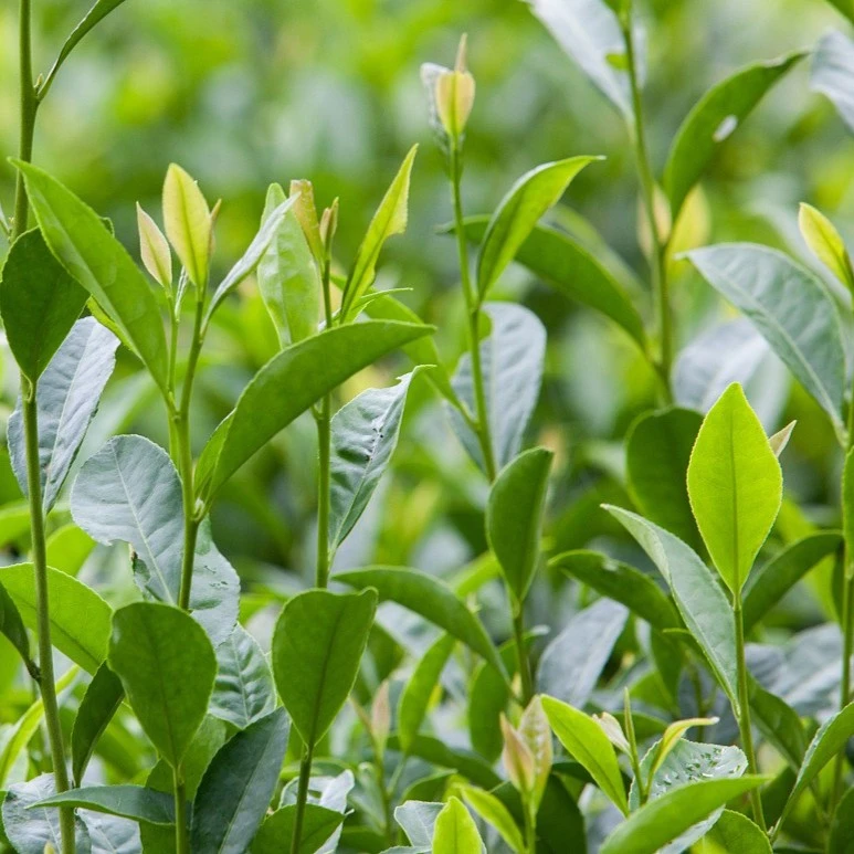 一品岩茶改价链接99