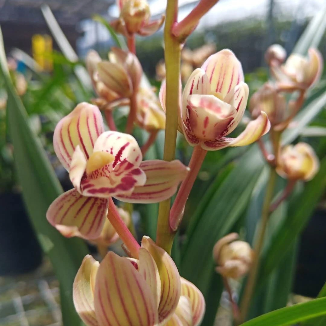 建兰绿植四季兰金荷七彩玲珑浓香荷瓣勤花勤芽新手推荐美观东方