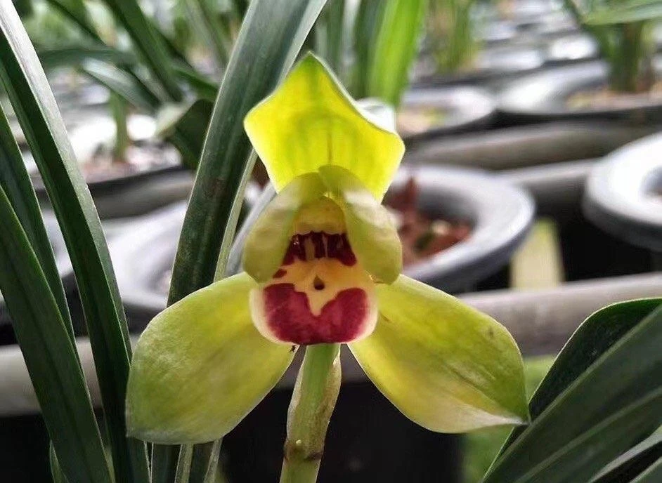 春兰铭品荷瓣兰草心相印绿植花卉兰花室内盆栽浓香彩云追月植物