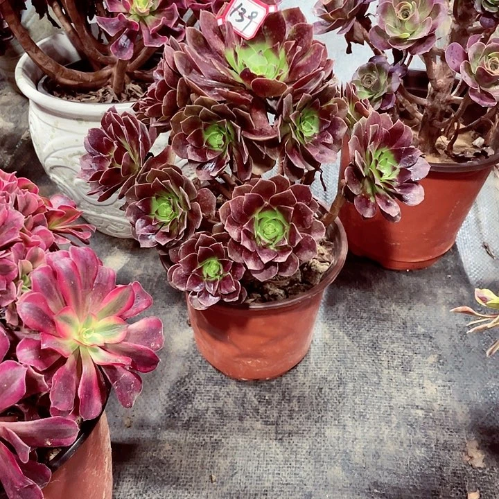 黑膜多肉法师139