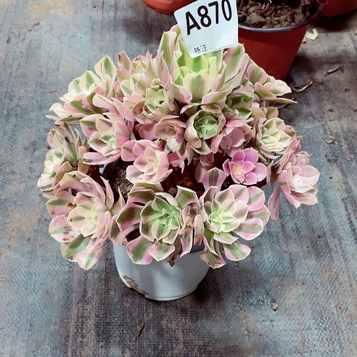 粉女巫多肉法师87o