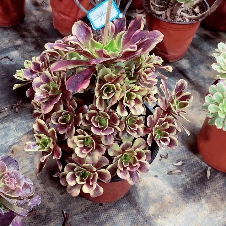 噢佳丽多肉法师29