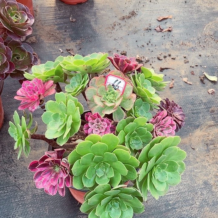 嫁接多肉法师66号