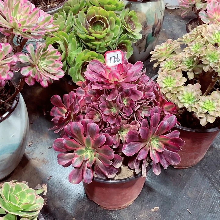 美杜莎多肉法师126