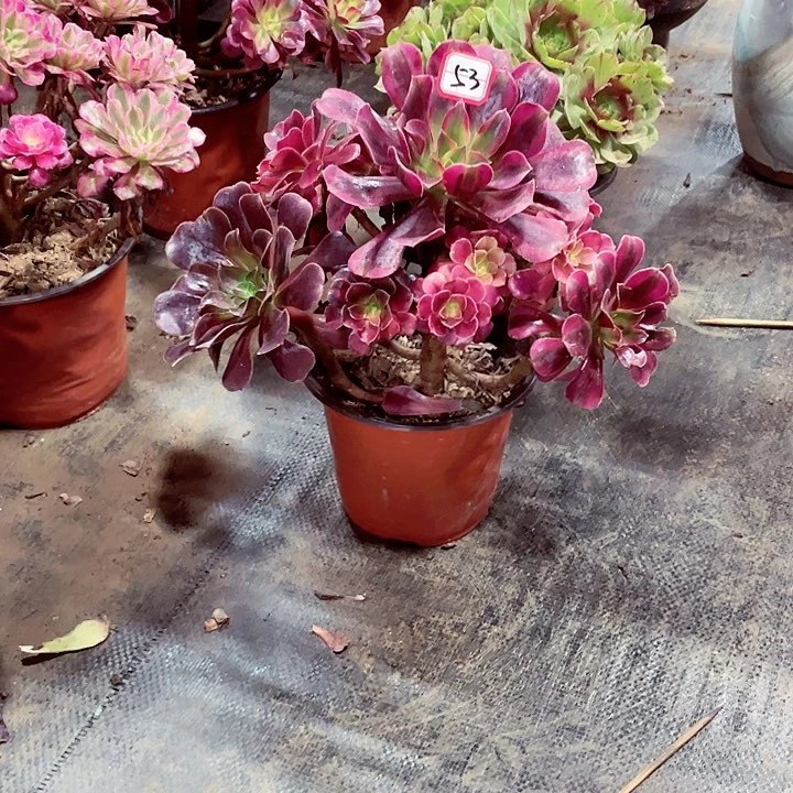 美杜莎多肉法师53号