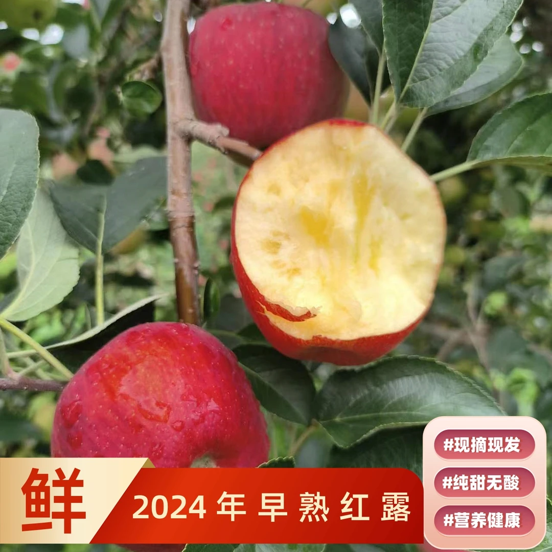 云南昭通红露丑苹果8.5/5斤高原红苹果冰糖心2024现摘发货纯甜
