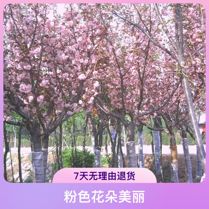 樱花树苗庭院阳台开花植物南方北方盆栽地栽室内室外种植绿化花卉