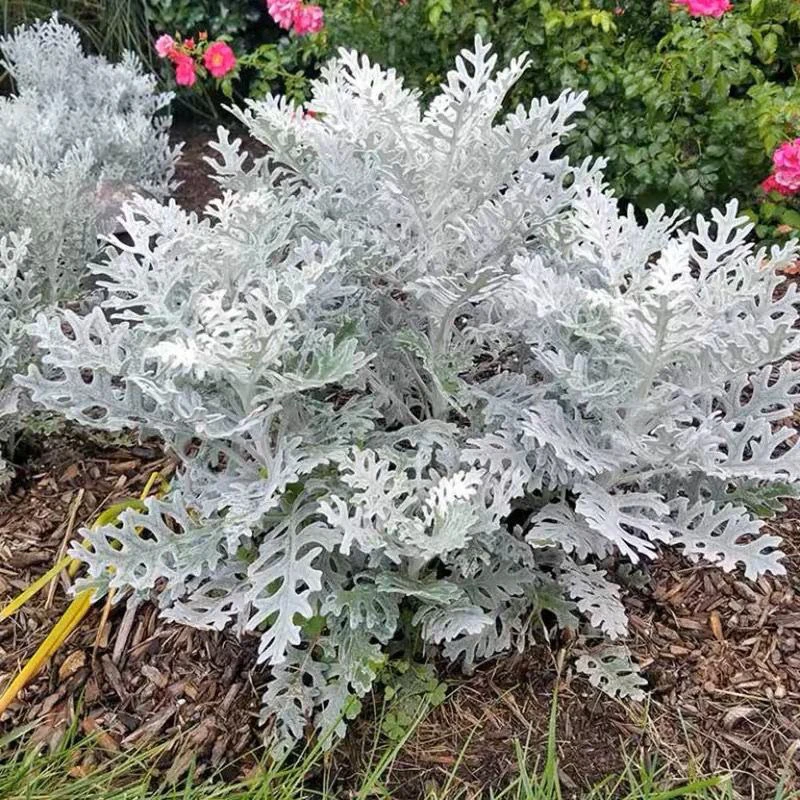 银叶菊盆栽耐寒多年生观叶植物庭院阳台装饰