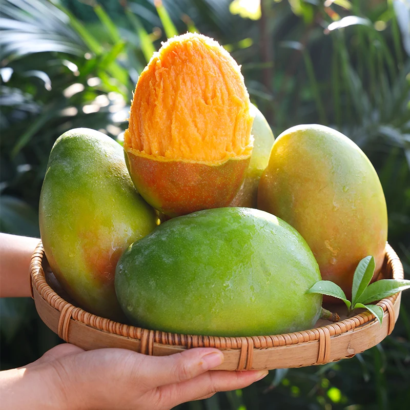 【腾岩专享】四川攀枝花凯特芒3-9斤新鲜当季水果香甜多汁多仓发货