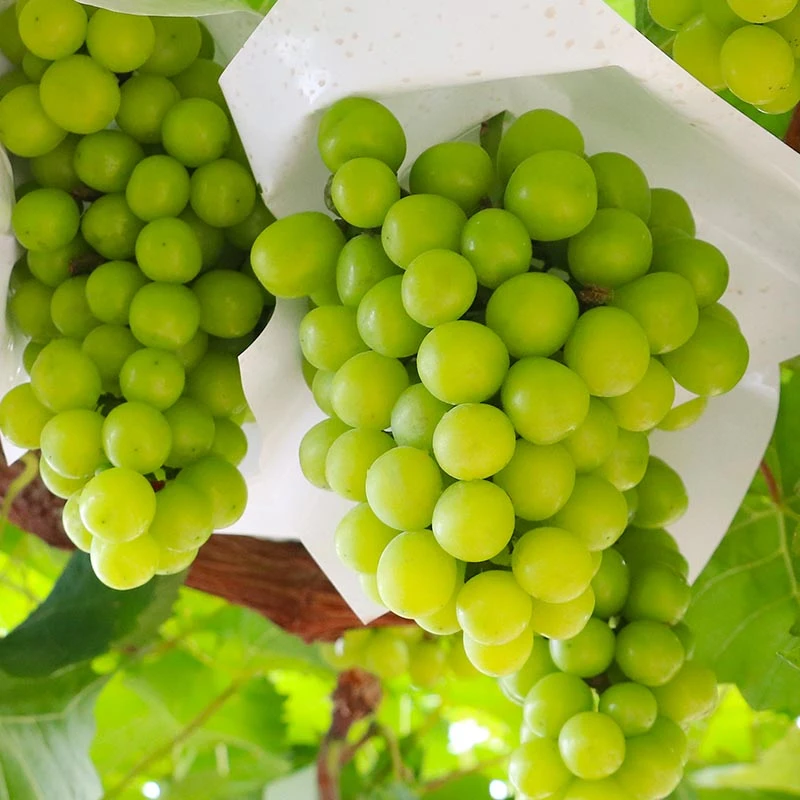 【自然搭档】 云南阳光玫瑰葡萄净重1-3斤新鲜水果tz