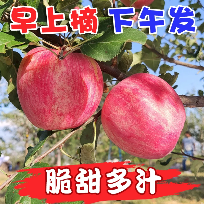 【自然搭档】陕西延安洛川红富士苹果5斤装 新鲜水果