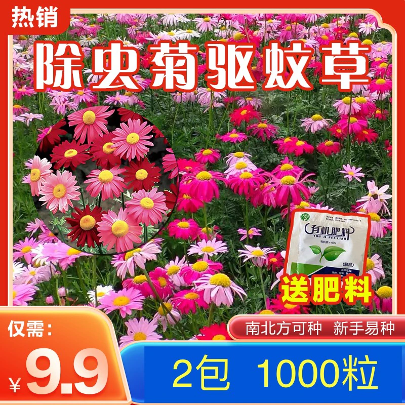 【9.9元3包1500粒四季播种】除虫菊防蚊驱虫阳台庭院可种夏季防蚊虫