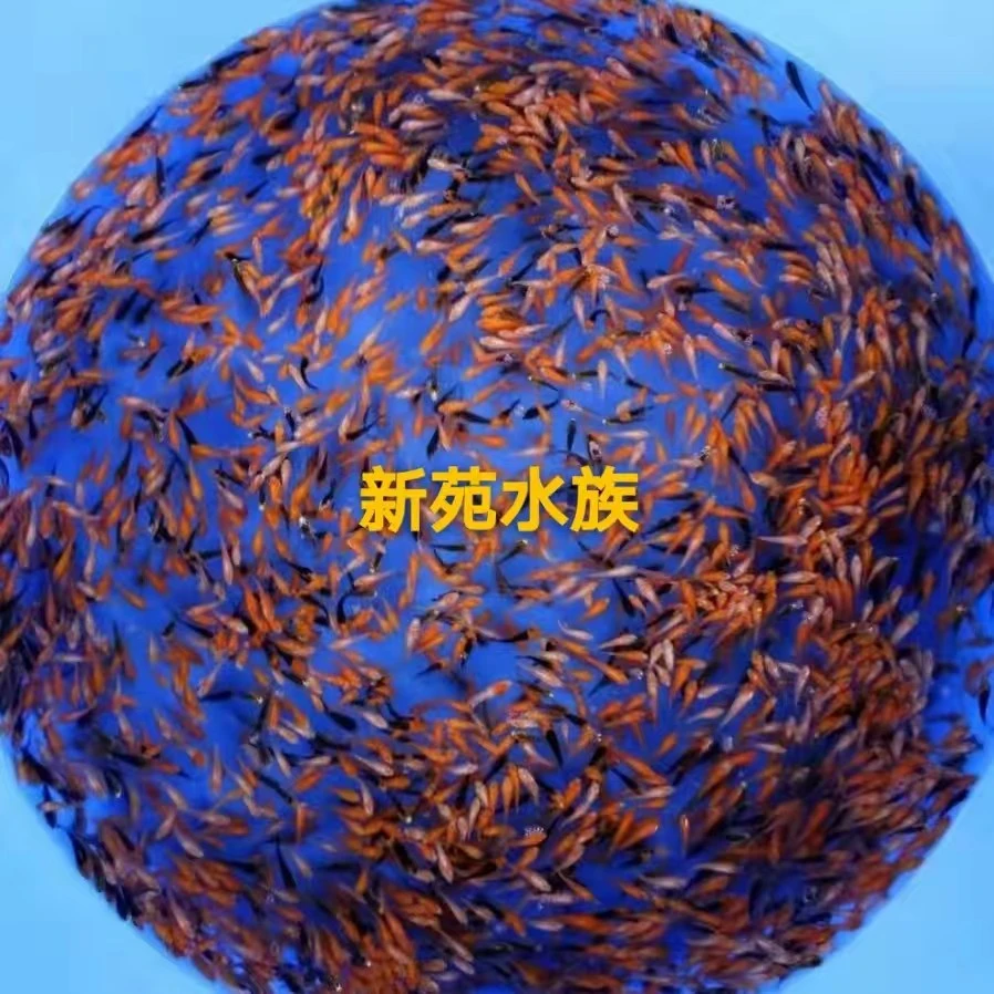 2025年首批多品种未挑选纯种日系锦鲤苗好养包邮包活混搭养鱼