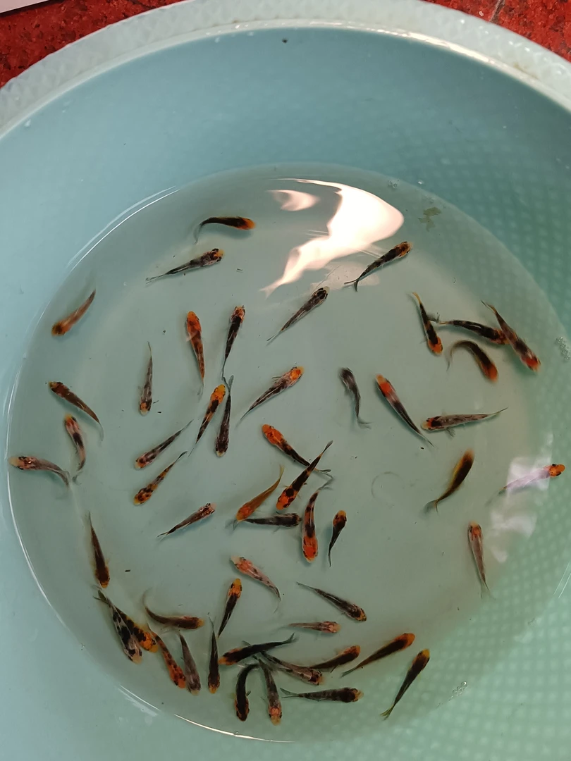 直播精选苗，特殊要求下单后与客服联系，无备注多品种混搭发货