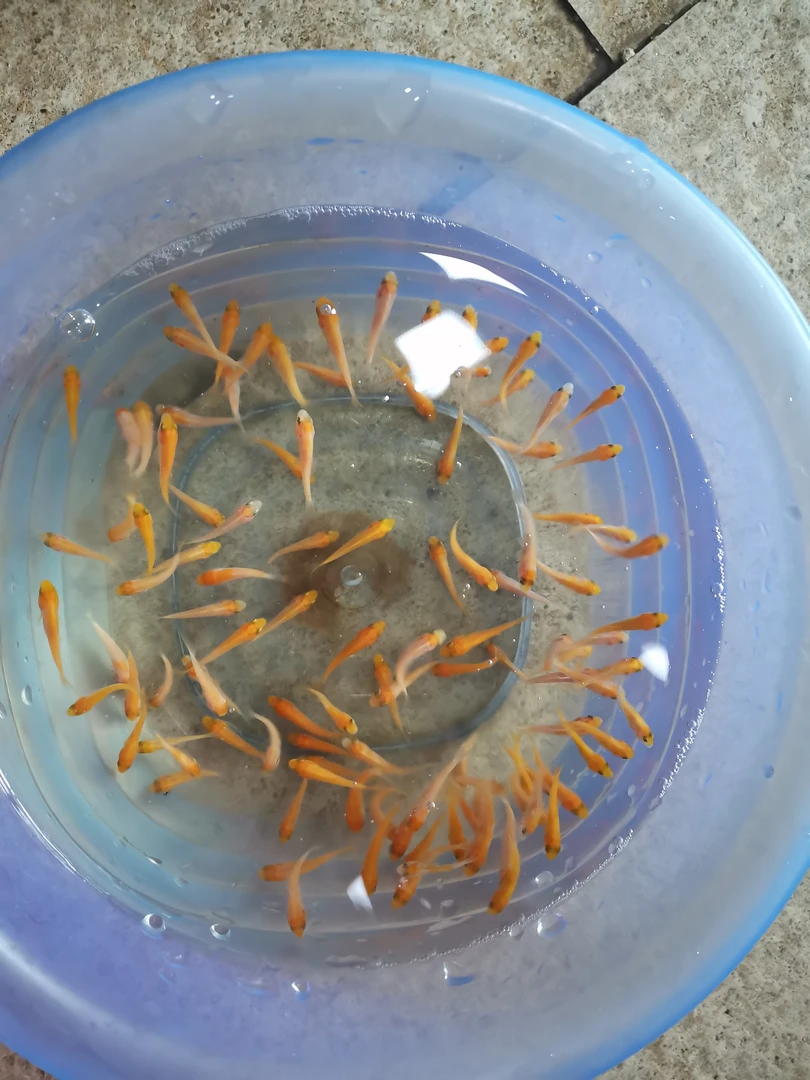 2025年首批高端1-3厘米红锦鲤，红白锦鲤，闪鳞火鲤随机混合发货