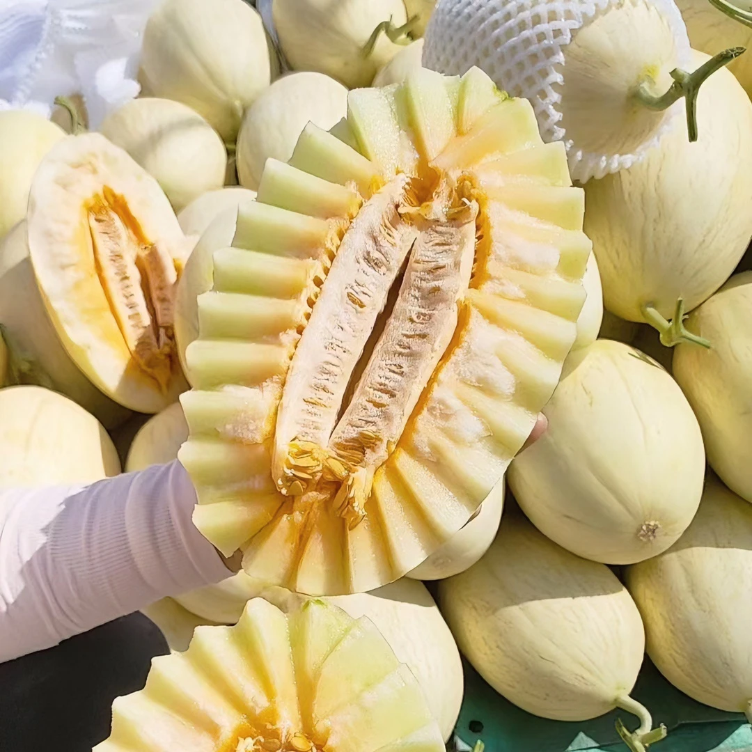 甘肃兰州白兰瓜台农二号软糯香甜蜜瓜新鲜头茬瓜 当季1个4斤包邮