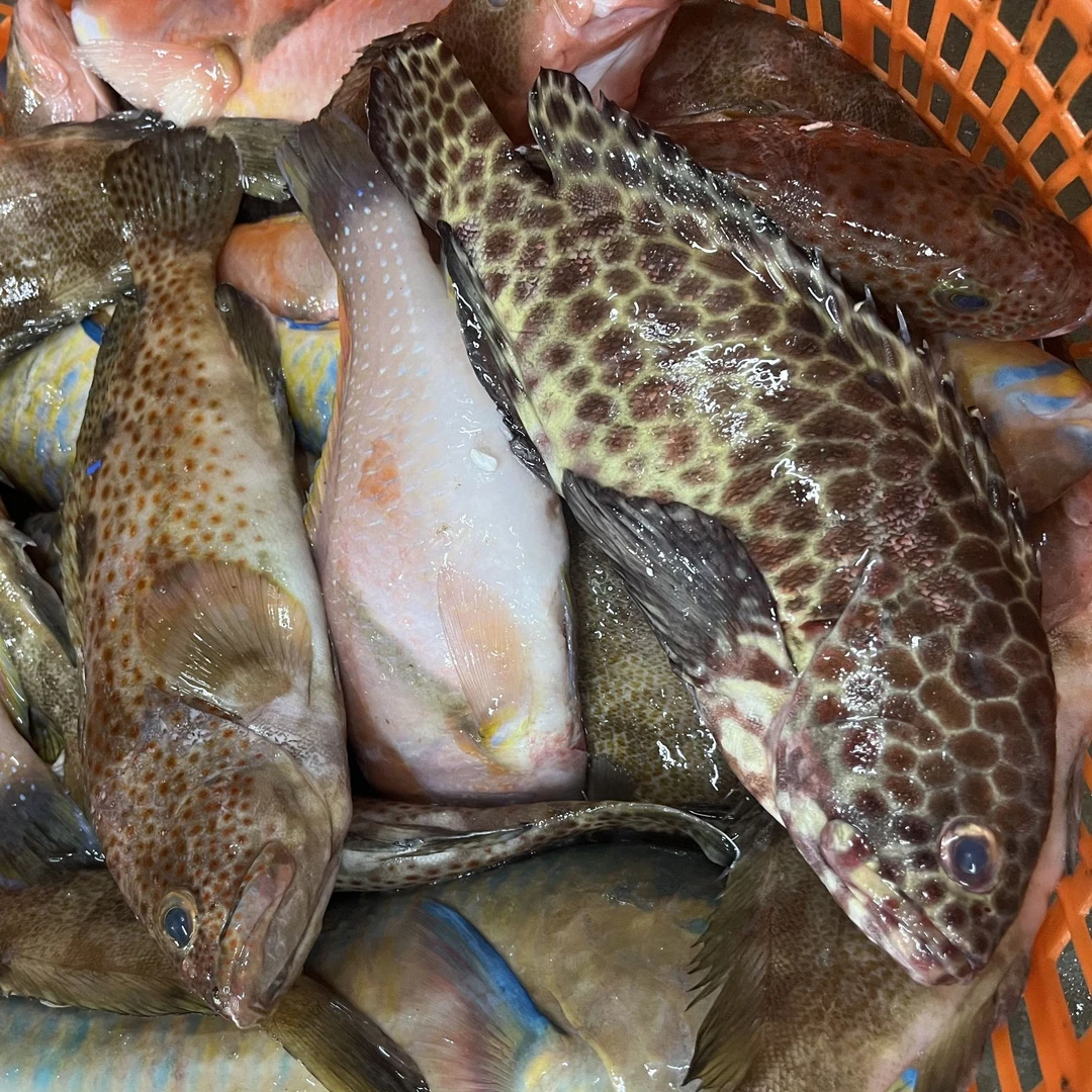 深海野生石斑鱼鲜活石斑鱼石斑鱼冷冻珍珠斑鱼龙胆老虎斑活冻包邮