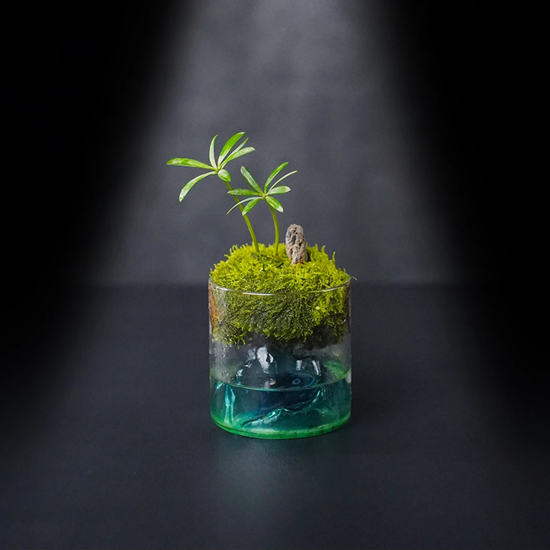 （国风山水）观山杯—罗汉松中式风成品真植物景观