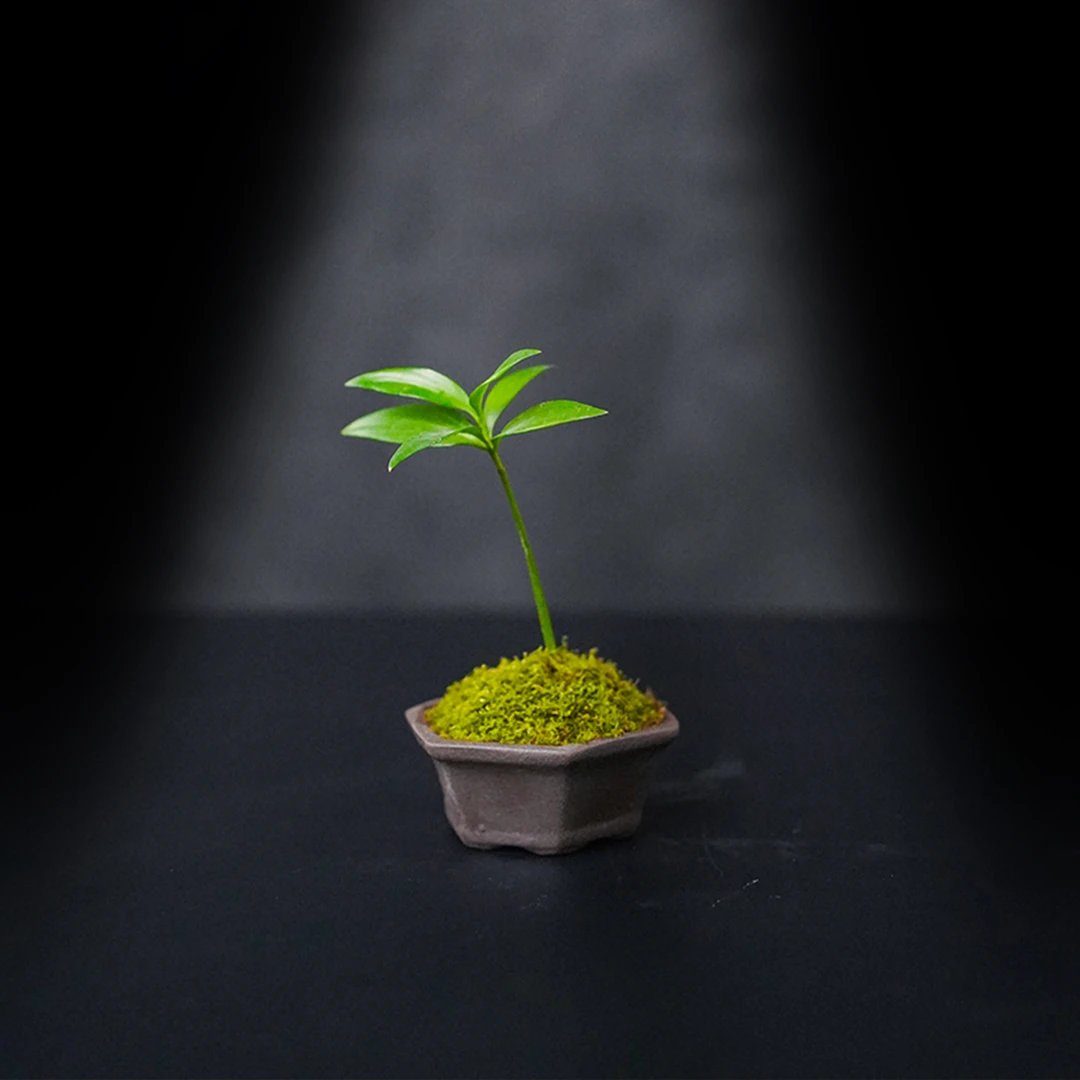 （国风山水）竹·柏—竹柏中式风成品真植物景观