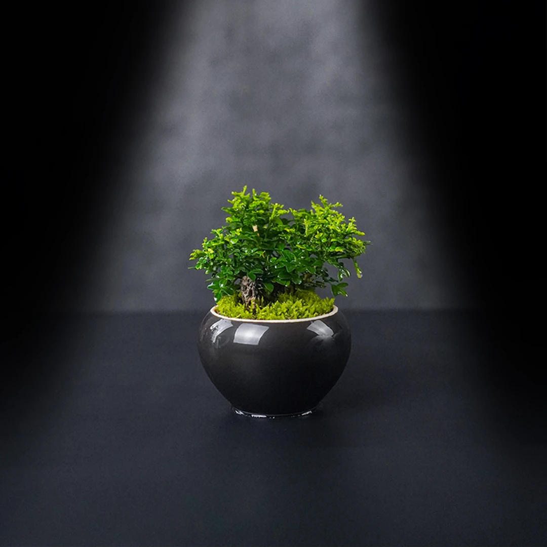 （国风山水）小树MAX—达摩九里香中式风成品真植物真绿植造景