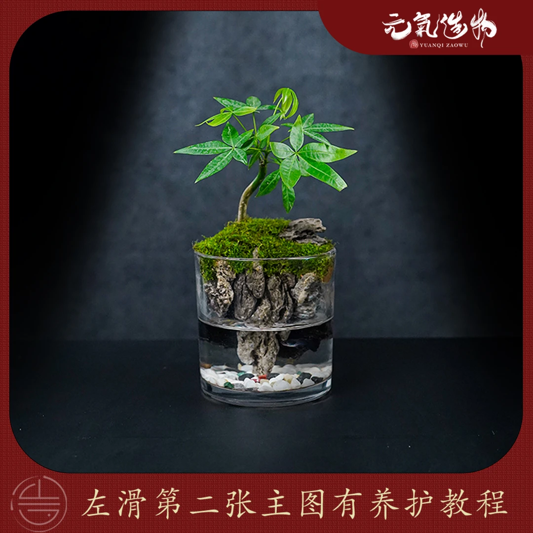 【国风山水】小悬山—发财树中式国风真植物造景--尺寸（12×12）