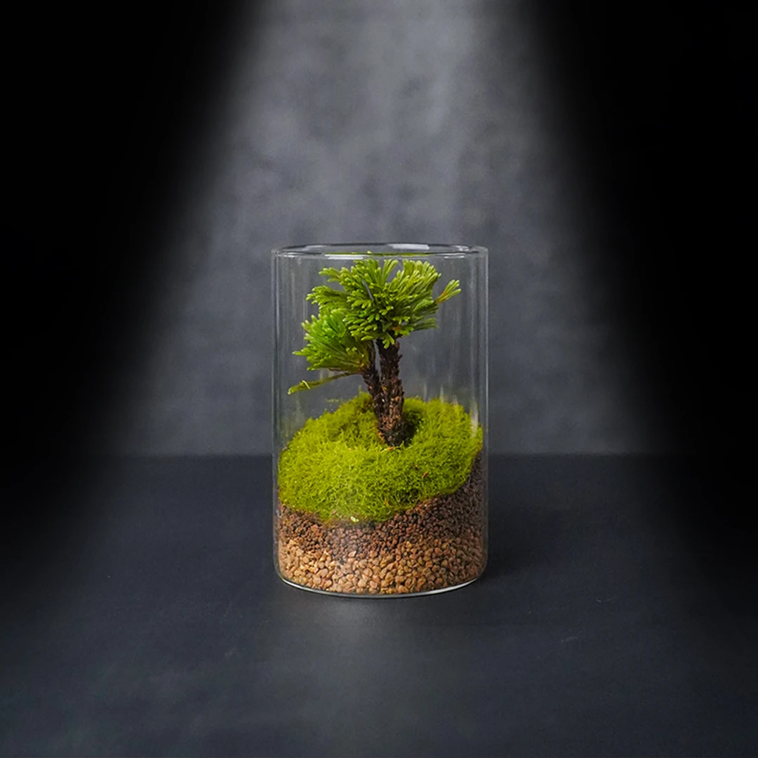 【新品】卷柏—九死还魂草中式国风真植物造景微景观-尺寸10×15