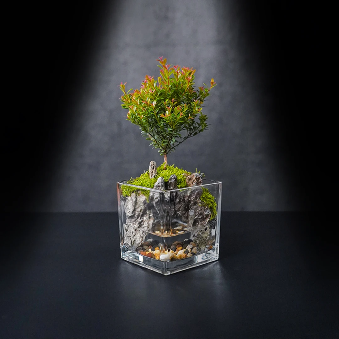 (国风山水)洞天—小叶赤楠中式风成品真植物景观