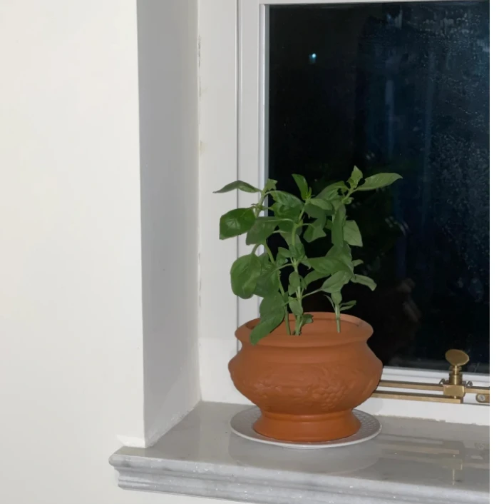 朱泥鼓盆透气兰花盆君子兰花盆素盆红陶无釉面透气吸水多肉 小号