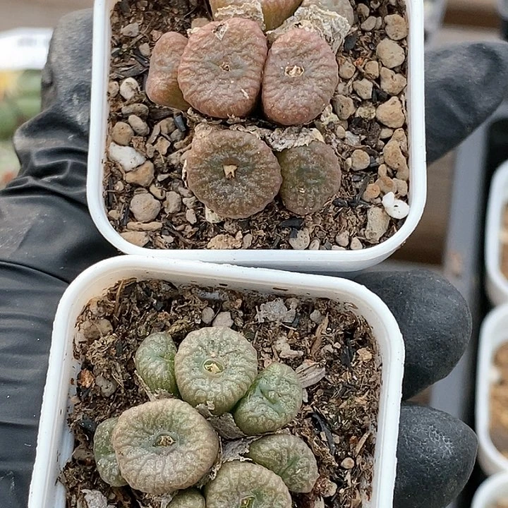 桃喜花园流水铜壶一颗4头起发